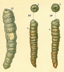 Chromista - Foraminifera (foraminifers)