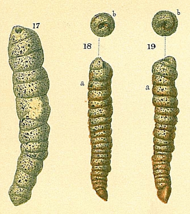 Turritellella shoneana Turritellella shoneana