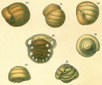 Chromista - Foraminifera (foraminifers)