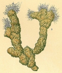 Aschemonella catenata
