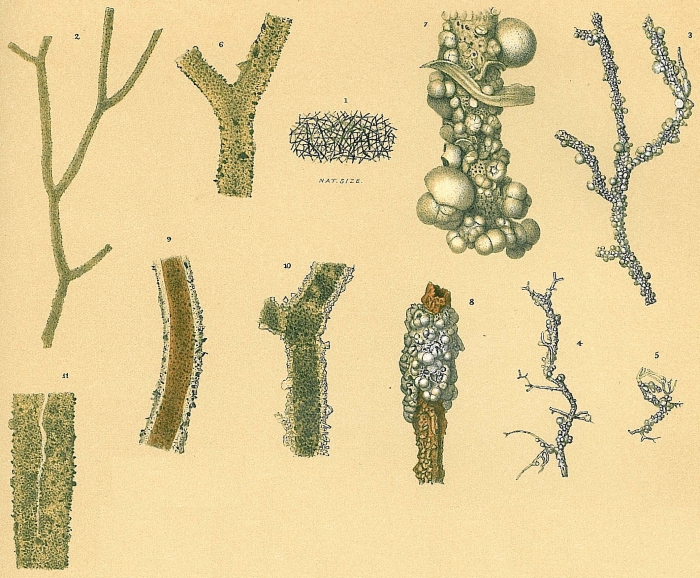 Rhizammina algaeformis Rhizammina algaeformis