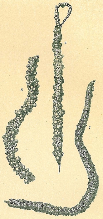 Testulosiphon indivisus Testulosiphon indivisus