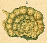 Trochamminoides grzybowskii