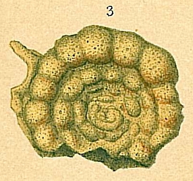 Trochamminoides grzybowskii