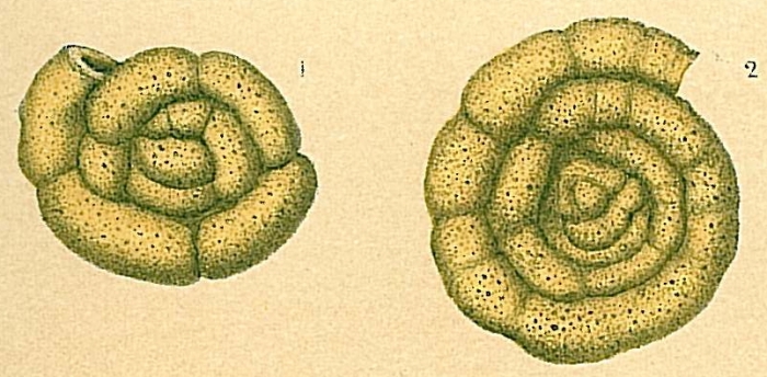 Trochamminoides olszewskii (inaccurate)  T. challengeri