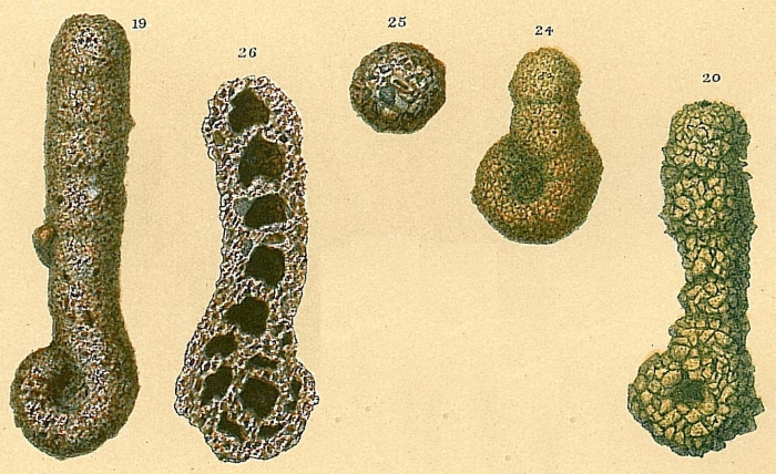 Ammobaculites agglutinans Ammobaculites agglutinans