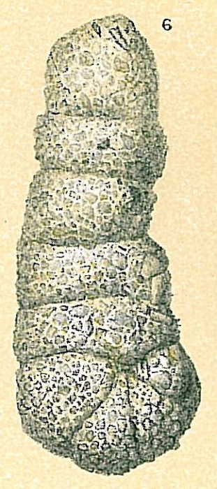 Ammobaculites cylindricus