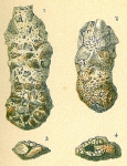 Chromista - Foraminifera (foraminifers)