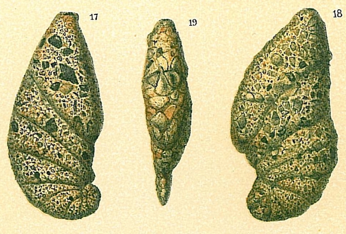 Ammotium cassis Ammotium cassis