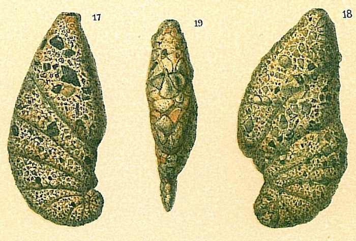 Ammotium cassis