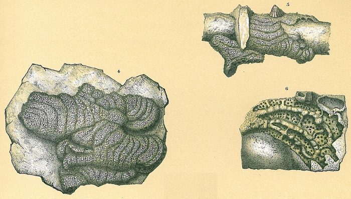 Bdelloidina aggregata Bdelloidina aggregata
