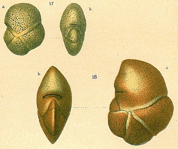 Buzasina ringens