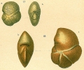 Chromista - Foraminifera (foraminifers)