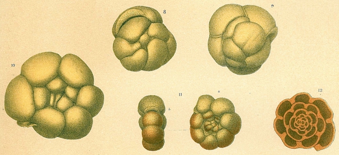 Conglophragmium coronatum Conglophragmium coronatum