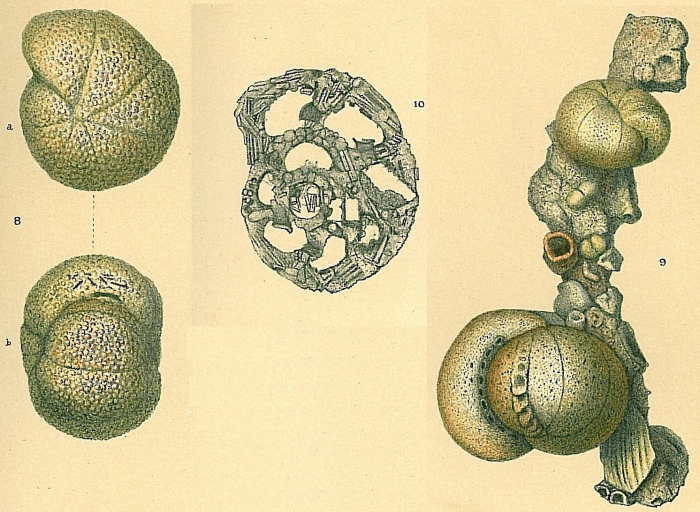 Cribrostomoides subglobosum Cribrostomoides subglobosum