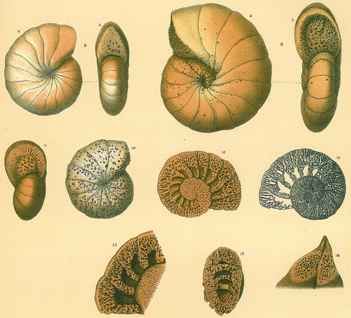 Cyclammina cancellata Cyclammina cancellata