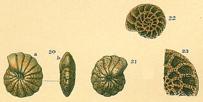 Cyclammina pusilla Cyclammina pusilla