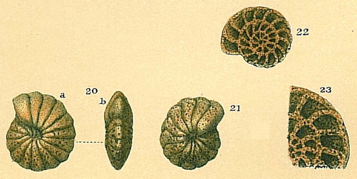 Cyclammina pusilla