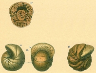 Cyclammina orbicularis Brady, 1881, author: Tomas Cedhagen