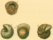 Cyclammina orbicularis Brady, 1881