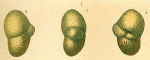 Cystammina pauciloculata