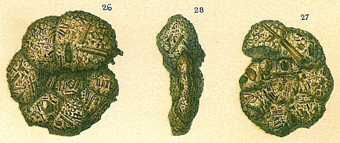 Discammina compressa Discammina compressa