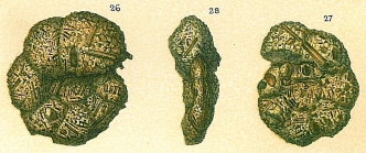 Haplophragmium emaciatum Brady, 1884