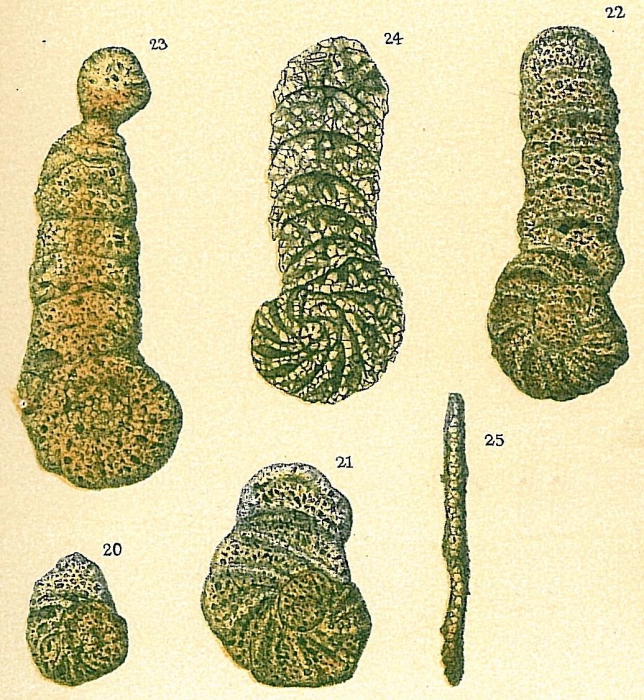 Eratidus foliaceus