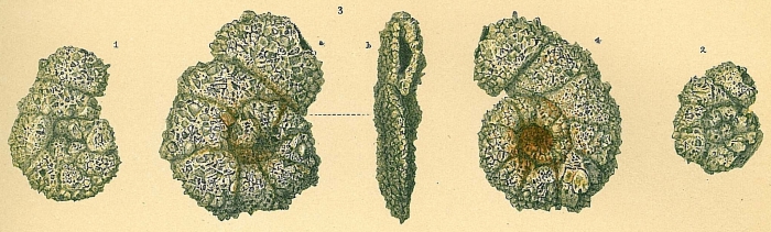 Glaphyrammina americana Glaphyrammina americana