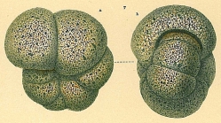 Haplophragmoides sp.nov1.