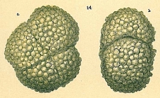 Haplophragmoides sp.nov2.