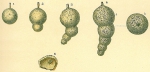 Chromista - Foraminifera (foraminifers)