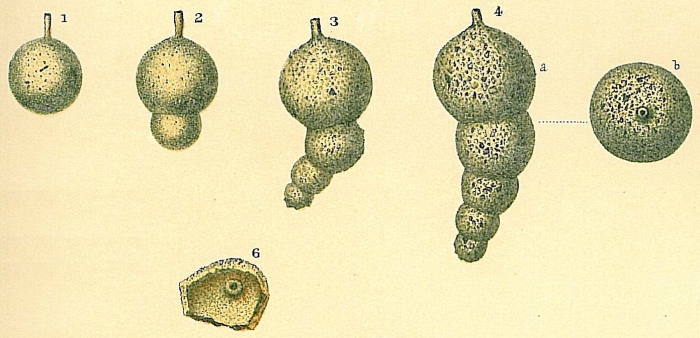 Hormosina globulifera