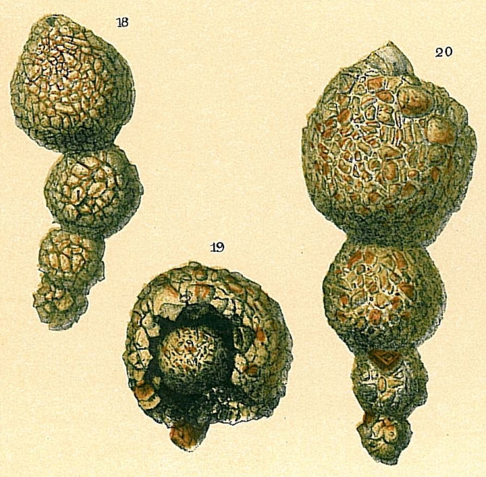 Hormosina pilulifera