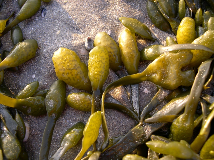 Ascophyllum nodosum (Linnaeus) Le Jolis, 1863 Ascophyllum nodosum (Linnaeus) Le Jolis, 1863