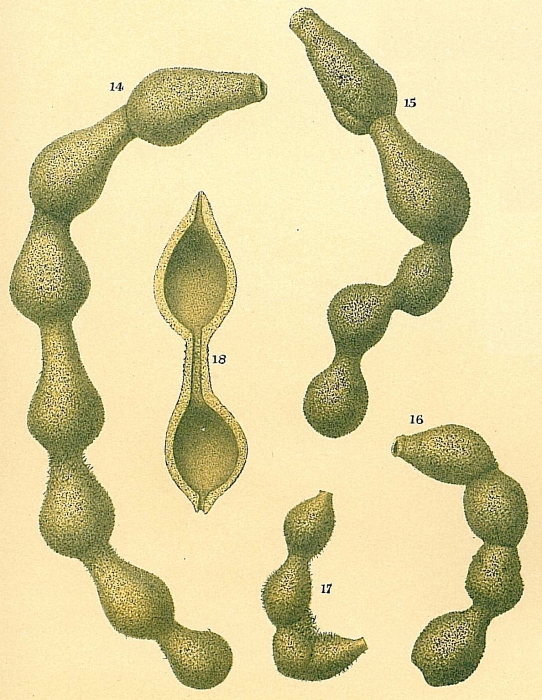 Hormosinella carpenteri