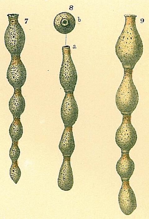 Hormosinella ovicula Hormosinella ovicula