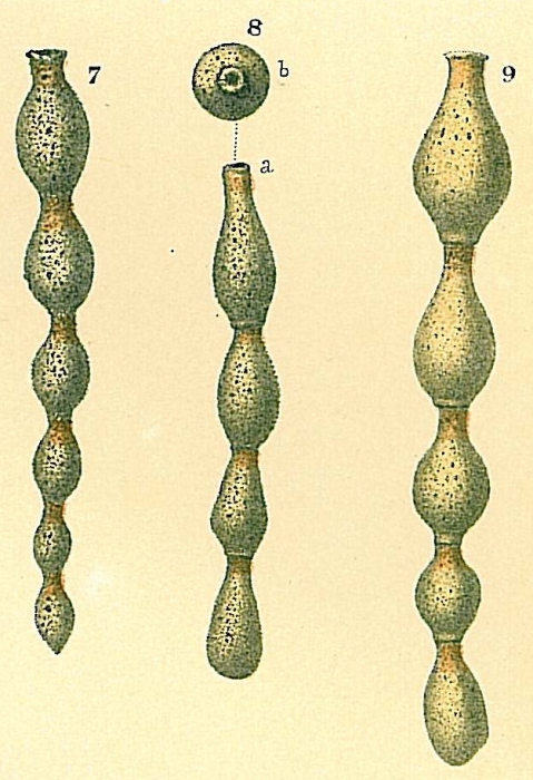 Hormosinella ovicula