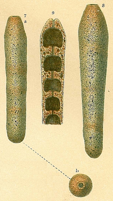 Loeblichopsis cylindrica