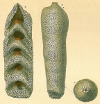 Chromista - Foraminifera (foraminifers)