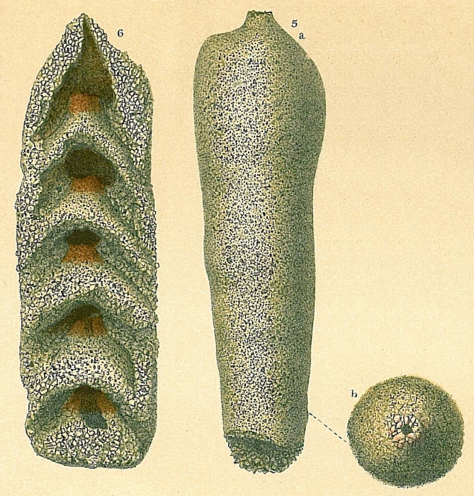 Loeblichopsis sabulosa