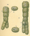 Chromista - Foraminifera (foraminifers)