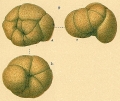 Chromista - Foraminifera (foraminifers)