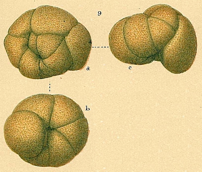 Recurvoides turbinatus