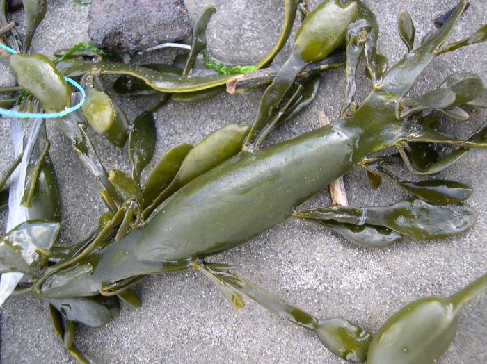 Ascophyllum nodosum (Linnaeus) Le Jolis, 1863 Ascophyllum nodosum (Linnaeus) Le Jolis, 1863