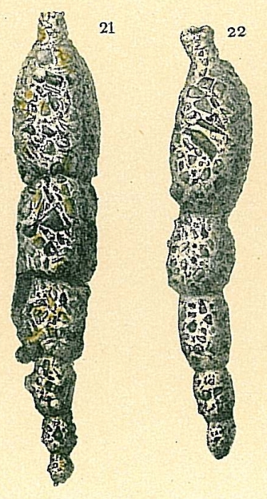 Reophax dentaliniformis Reophax dentaliniformis