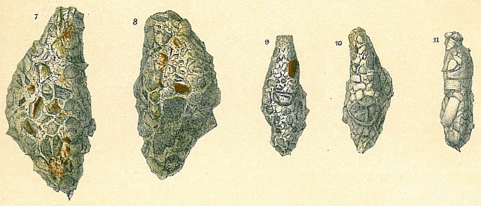 Reophax fusiformis Reophax fusiformis