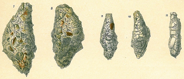 Reophax fusiformis