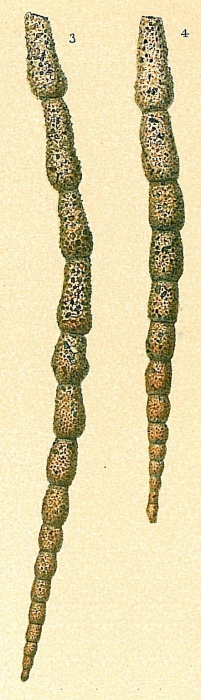 Reophax mortenseni Reophax mortenseni