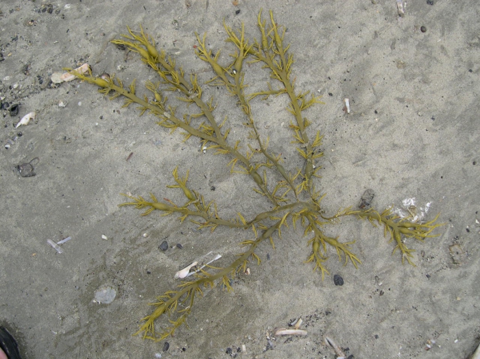 Ascophyllum nodosum (Linnaeus) Le Jolis, 1863 Ascophyllum nodosum (Linnaeus) Le Jolis, 1863